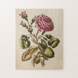 Vintage botanische Rose
