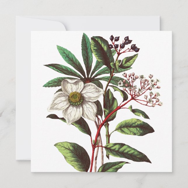 Vintage botanische Rose Blume Bouquet (Vorderseite)