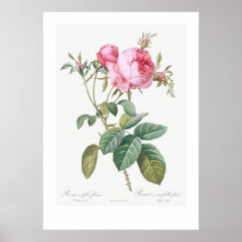 VINTAGE BOTANISCHE ROSE POSTER
