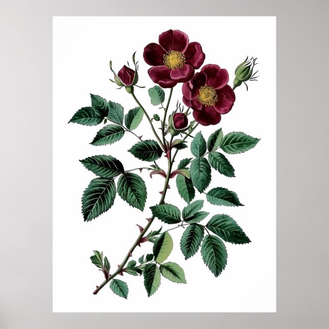 Vintage botanische Rote Rose Poster (Vorne)