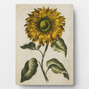 Vintage botanische Sonnenblume Fotoplatte
