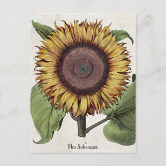Vintage botanische Sonnenblume Postkarte