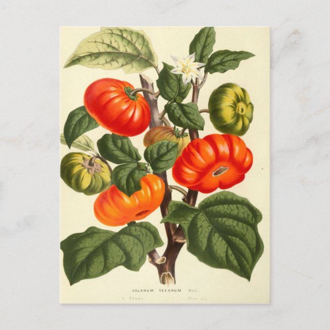 Vintage botanische Tomatendruckerei Postkarte (Vorderseite)