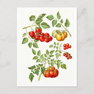 Vintage botanische Tomatensammlung Postkarte