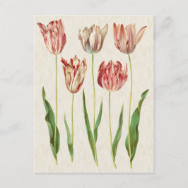 Vintage botanische Tulips-Illustration Postkarte