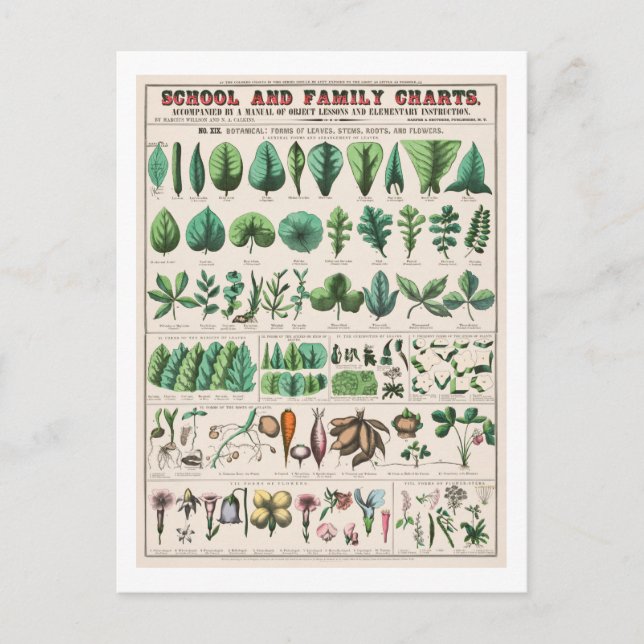 Vintage botanische Übersicht: Blätter und Blume Postkarte (Vorderseite)