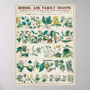 Vintage botanische Übersicht Poster