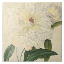 Vintage botanische weiße Pfingstrose Fliese