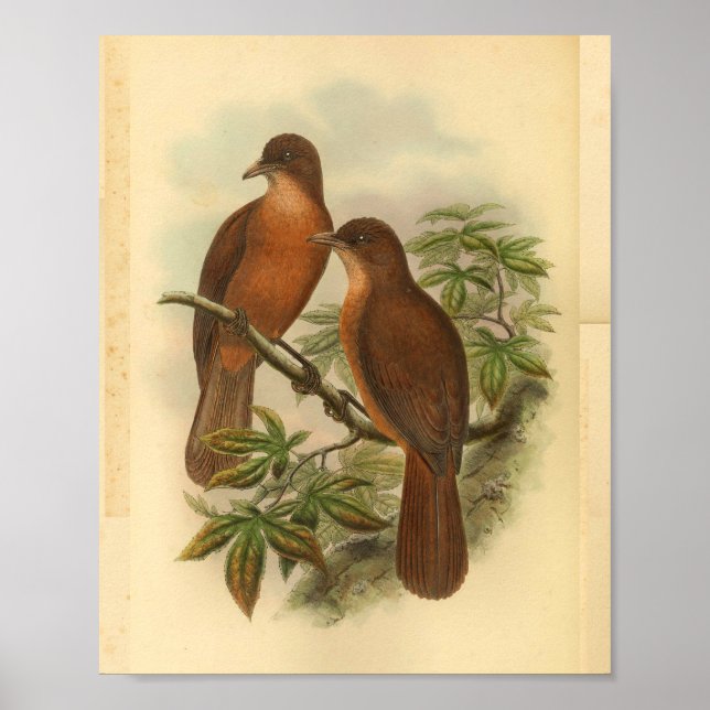 Vintage Braunvogel-Schriftzüge Poster (Vorne)