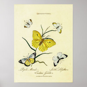 Vintage britische Schmetterlinge Poster