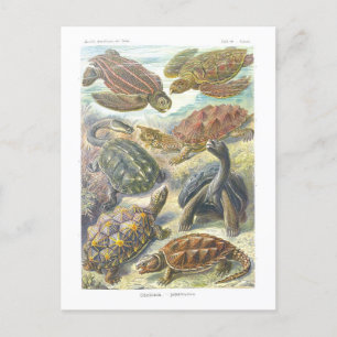 Vintage-Buchillustration Schildkröten und Landschi Postkarte