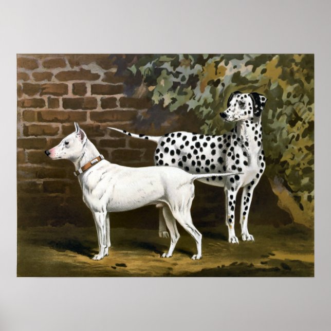 Vintage Bull Terrier und Dalmatiner Hunde Kunst Poster (Vorne)
