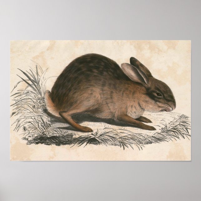 Vintage Bunny Poster Print (Vorne)