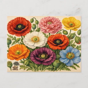 Vintage bunte Mohnblumen  Postkarte