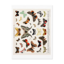 VINTAGE BUTTERFLY CHART POSTCARD