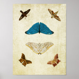 Vintage Butterfly Print 061 Poster