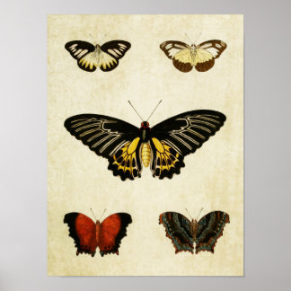 Vintage Butterfly Print 195 Poster
