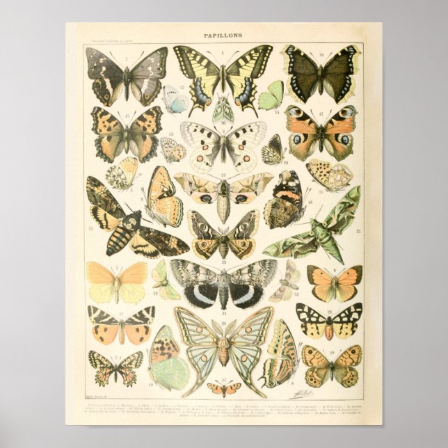 Vintage Butterfly Print - Adolphe Millot Poster (Vorne)