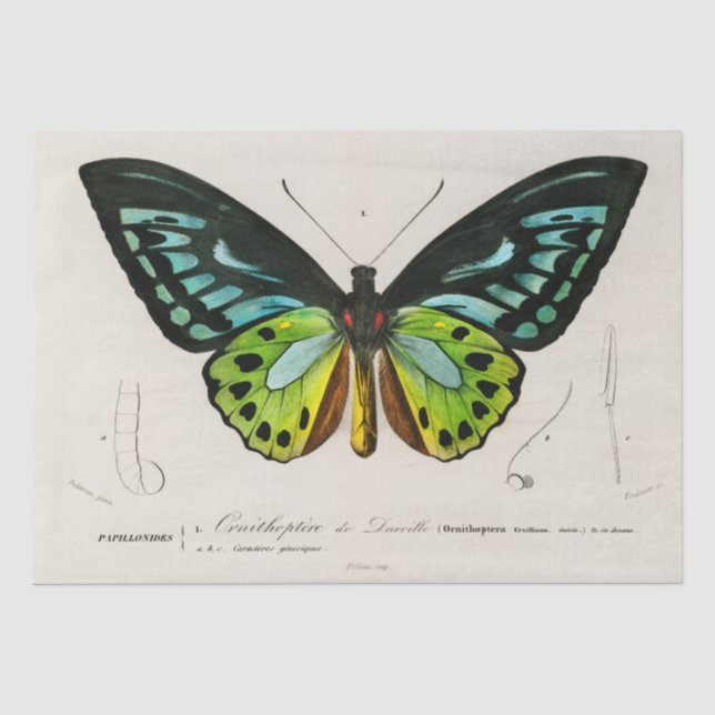 Vintage Butterfly-Spektrosse Seidenpapier (Vorderseite)