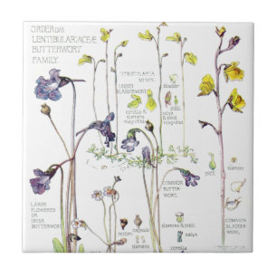 Vintage Butterwort Wildblumen Fliesen
