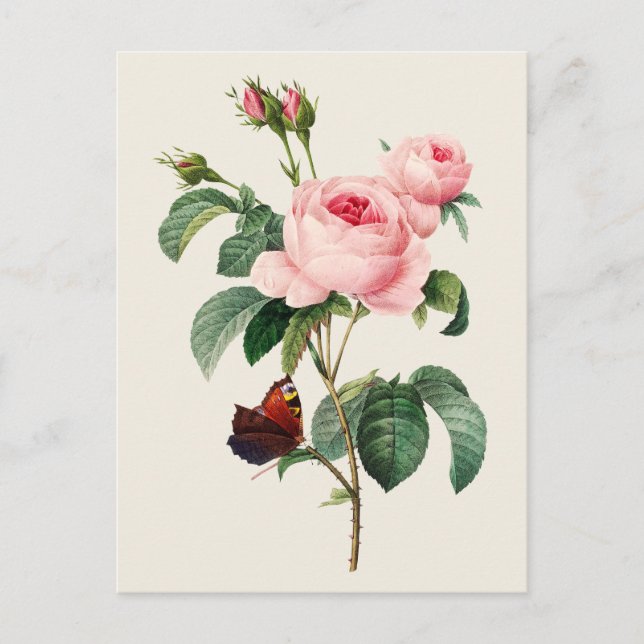 Vintage Cabbage Rose Botanische Illustration Postkarte (Vorderseite)