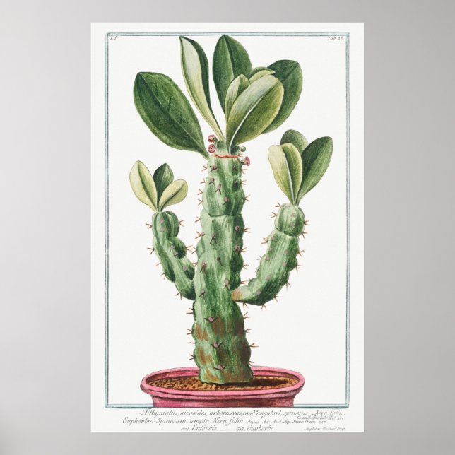 Vintage Cactus/Succulent Illustration Poster (Vorne)