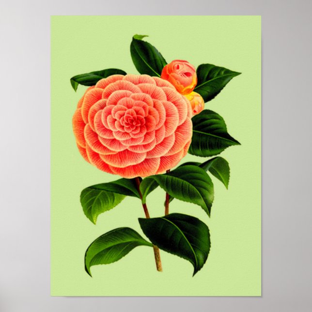 Vintage Camellia-Blume #2 Poster (Vorne)