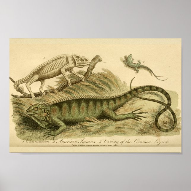 Vintage Chameleon Iguana Naturgeschichte drucken Poster (Vorne)