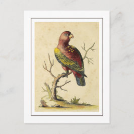 Vintage Chattering Lory Parrot Bird Nature Postkarte