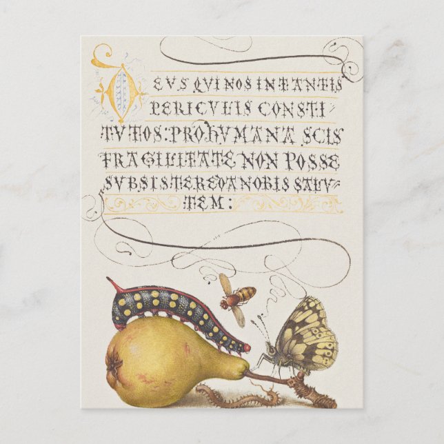 Vintage Chic Calligraphy butterfly Print Postkarte (Vorderseite)