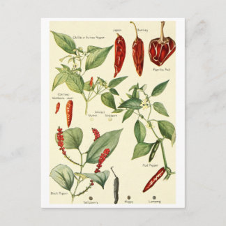 Vintage-Chillies-Illustration-Postkarte-Rezeptkart Postkarte