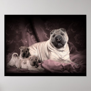 Vintage Chinese Shar Pei Falten, Welpen-Hunde Poster
