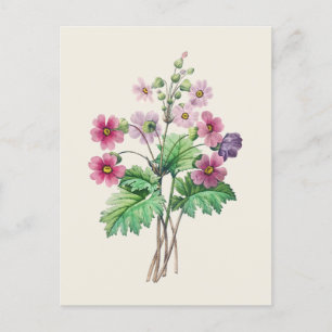 Vintage chinesische Primrose Botanische Illustrati Postkarte