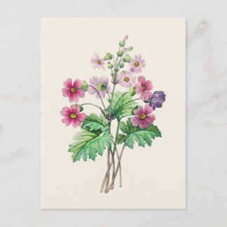 Vintage chinesische Primrose Botanische Illustrati Postkarte