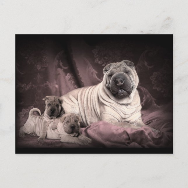 Vintage Chinesische Shar Pei Falten, Hunde Postkarte (Vorderseite)