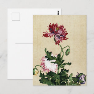 Vintage Chinesischer Roter Mohn Botanische Kunst Postkarte