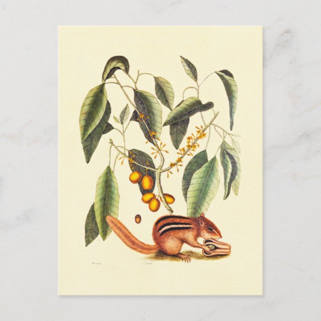 Vintage Chipmunk-Illustration Postkarte (Vorderseite)