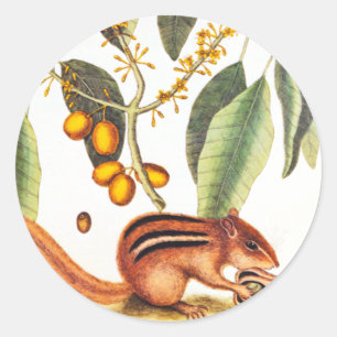 Vintage Chipmunk-Illustration Runder Aufkleber
