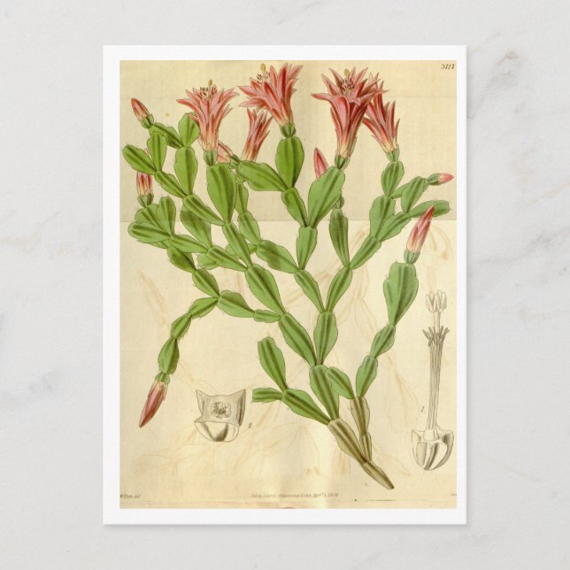 Vintage Christmas Cactus Travel Postcard Postkarte (Vorderseite)