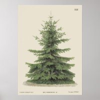 Vintage Christmas Pine Tree Vintag