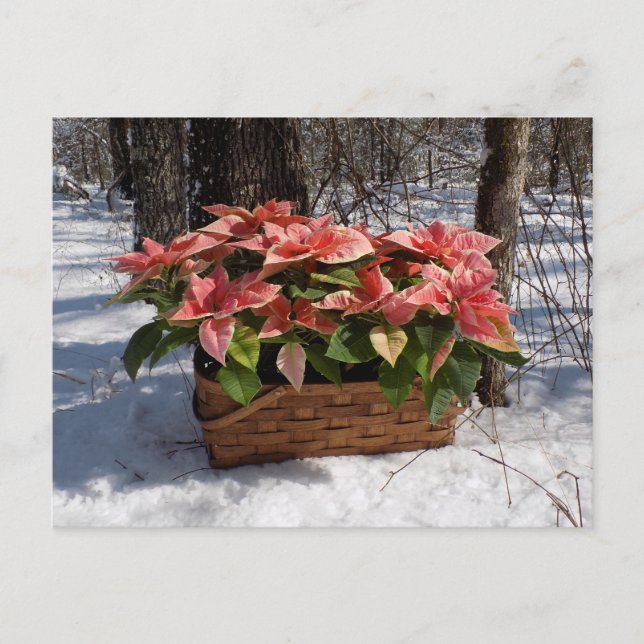 Vintage Christmas Poinsettias Postkarte (Vorderseite)