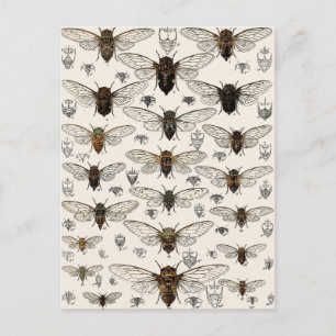 Vintage Cicadas-Illustration Postkarte