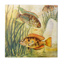Vintage Cichlid-Fische
