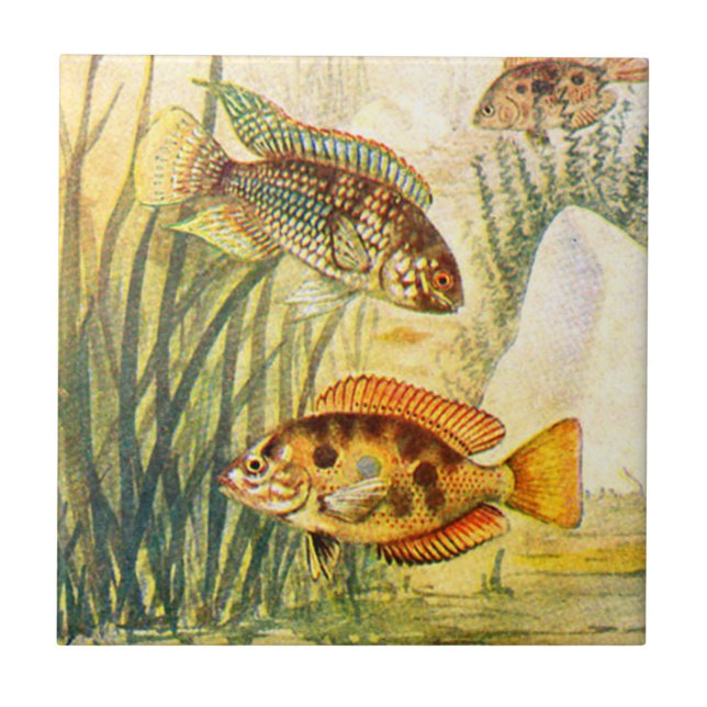 Vintage Cichlid-Fische Fliese (Vorderseite)