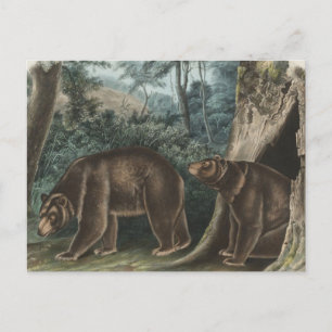 Vintage Cinnamon Bear Audubon Postkarte