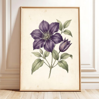 Vintage Clematis Botanische Illustrationswandkunst Poster