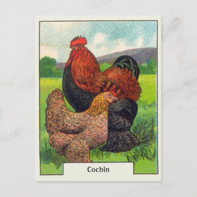 Vintage Cochin-Hühner Postkarte (Vorderseite)
