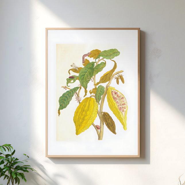 Vintage Cocoa Plant Botanical Illustration Poster (Von Creator hochgeladen)