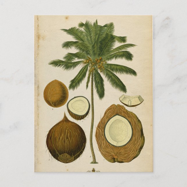 Vintage Coconut Palm Travel Postkarte (Vorderseite)
