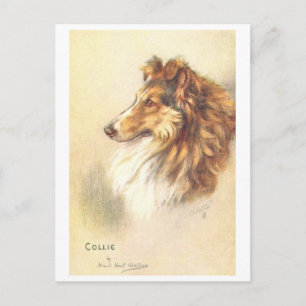 Vintage Collie Postkarte